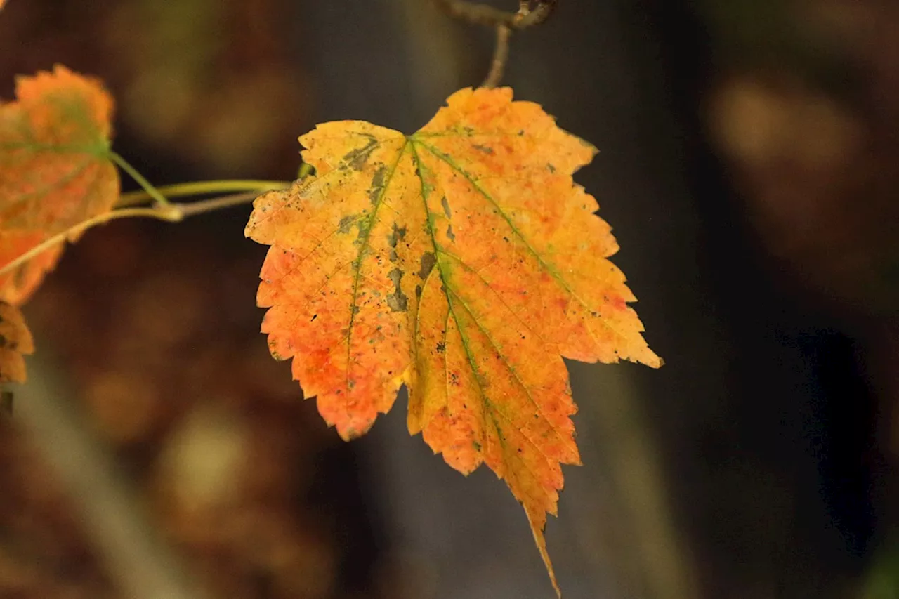 Warmer fall weather trend could continue into early winter