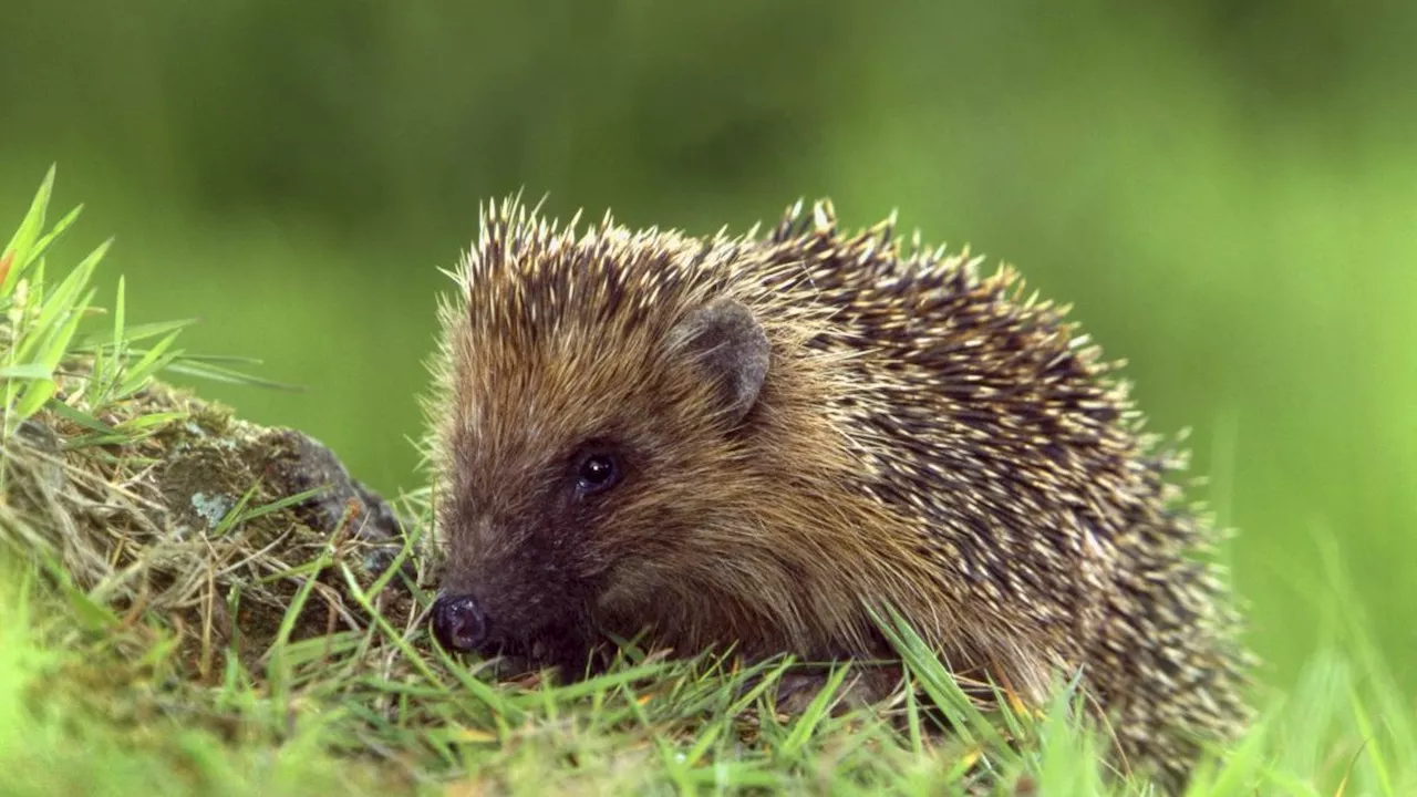 Hedgehogs are about to disappear - this is how we save them