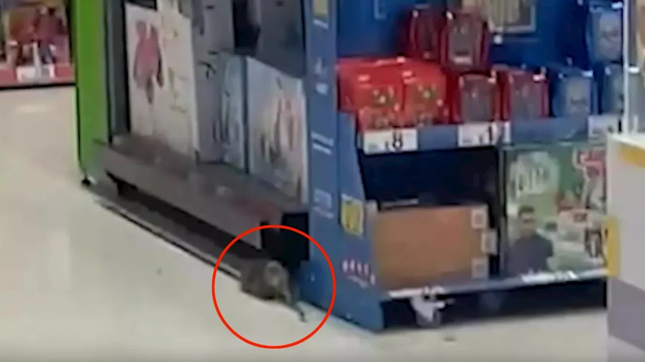 Moment rats the size of CATS terrorise shoppers in busy Asda as staff battle to trap beasts under buckets...