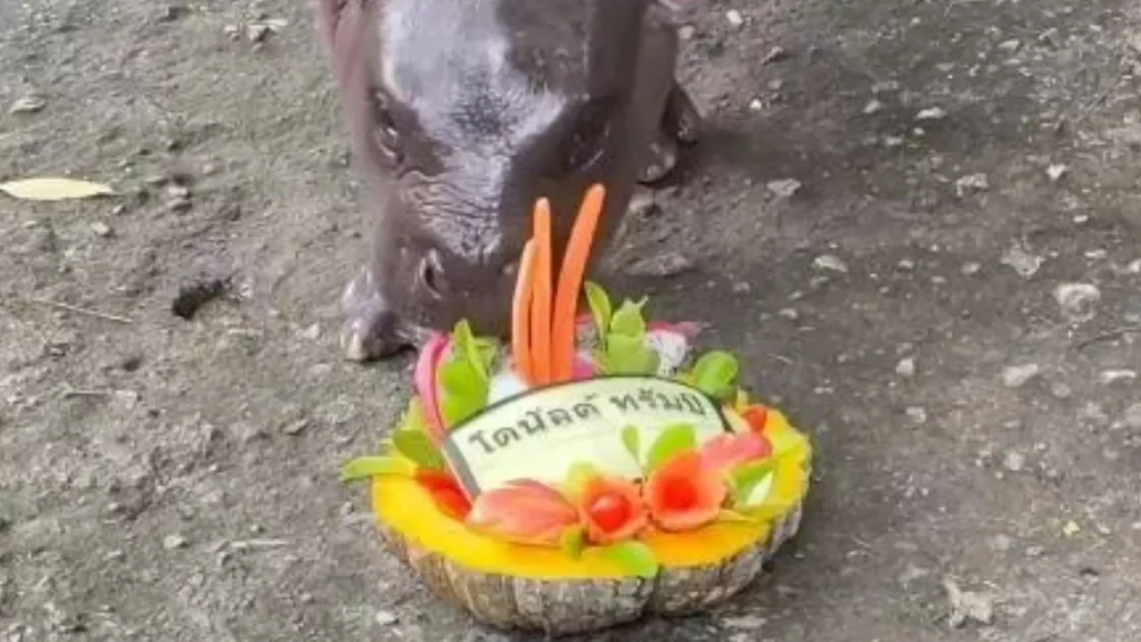 Watch moment viral pygmy hippo Moo Deng predicts 2024 US election winner – as cute creature turns psychic...