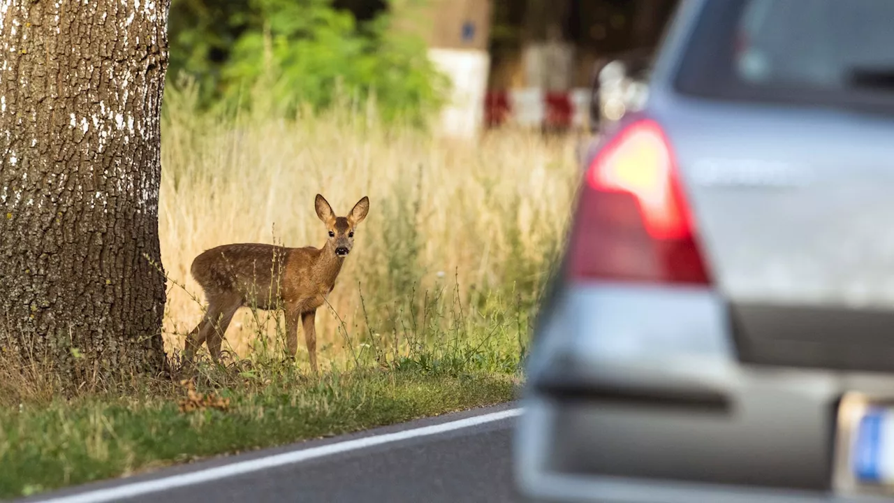 Achtung, Wildwechsel im Berufsverkehr: Wie vermeide ich Unfälle?