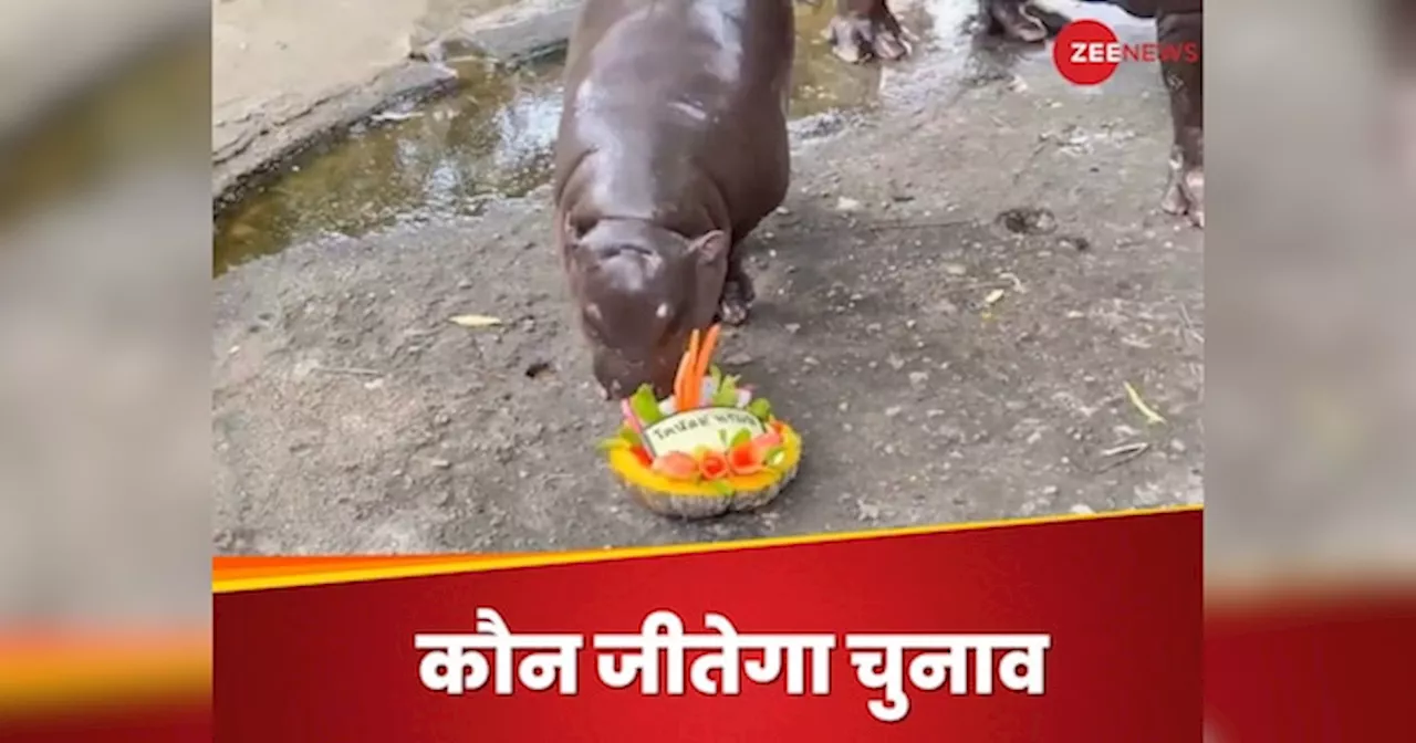 WATCH: छोटे दरियाई घोड़े ने बताया कि कौन जीतेगा अमेरिका का राष्‍ट्रपति चुनाव?