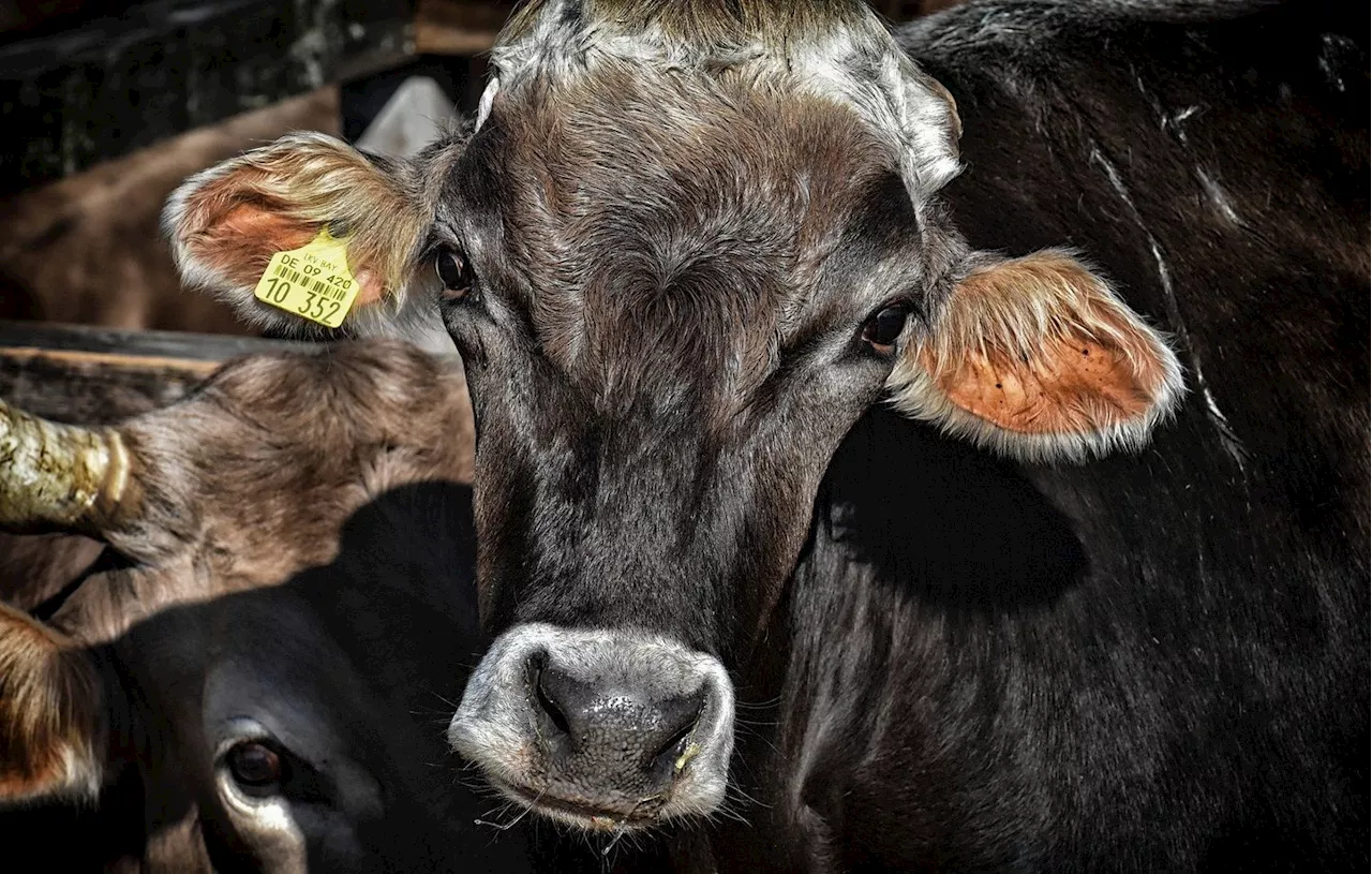 Doubs : Les pompiers sauvent six vaches coincées dans une fosse