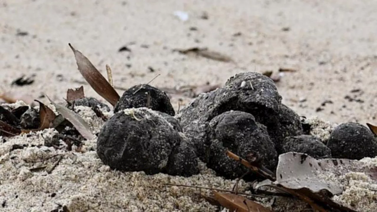 Testing reveals household fats, hair and other substances in black balls washed up on Sydney beaches but source remains unknown