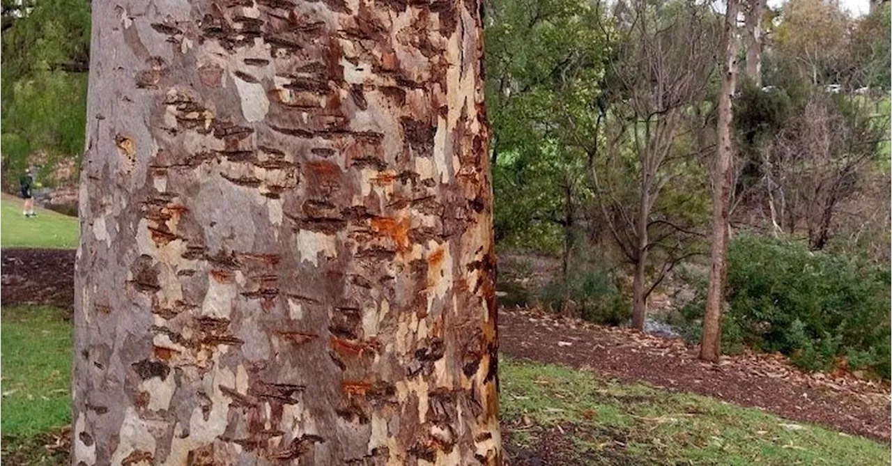 Discs cause 'distressing' damage to old trees at Adelaide Parklands