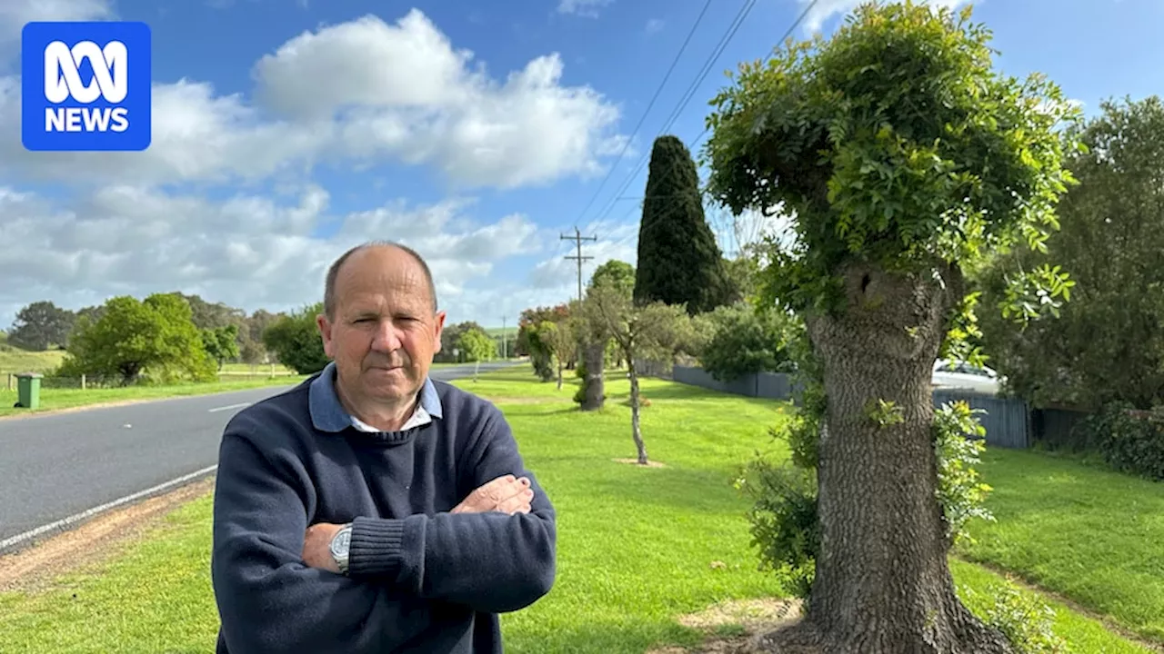 Government knocks back expert recommendations to curb tree pruning by 60 per cent to increase canopy cover