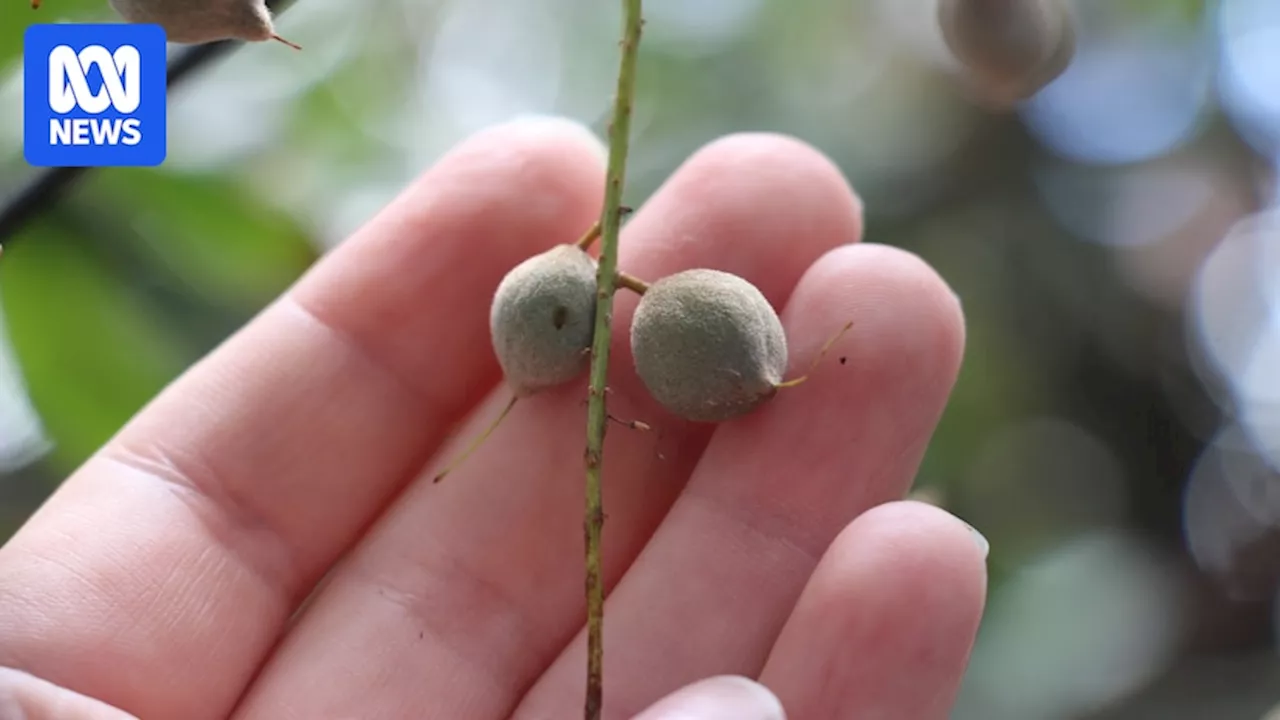 Insurance population of endangered Bulberin nut planted after fire threatened entire species