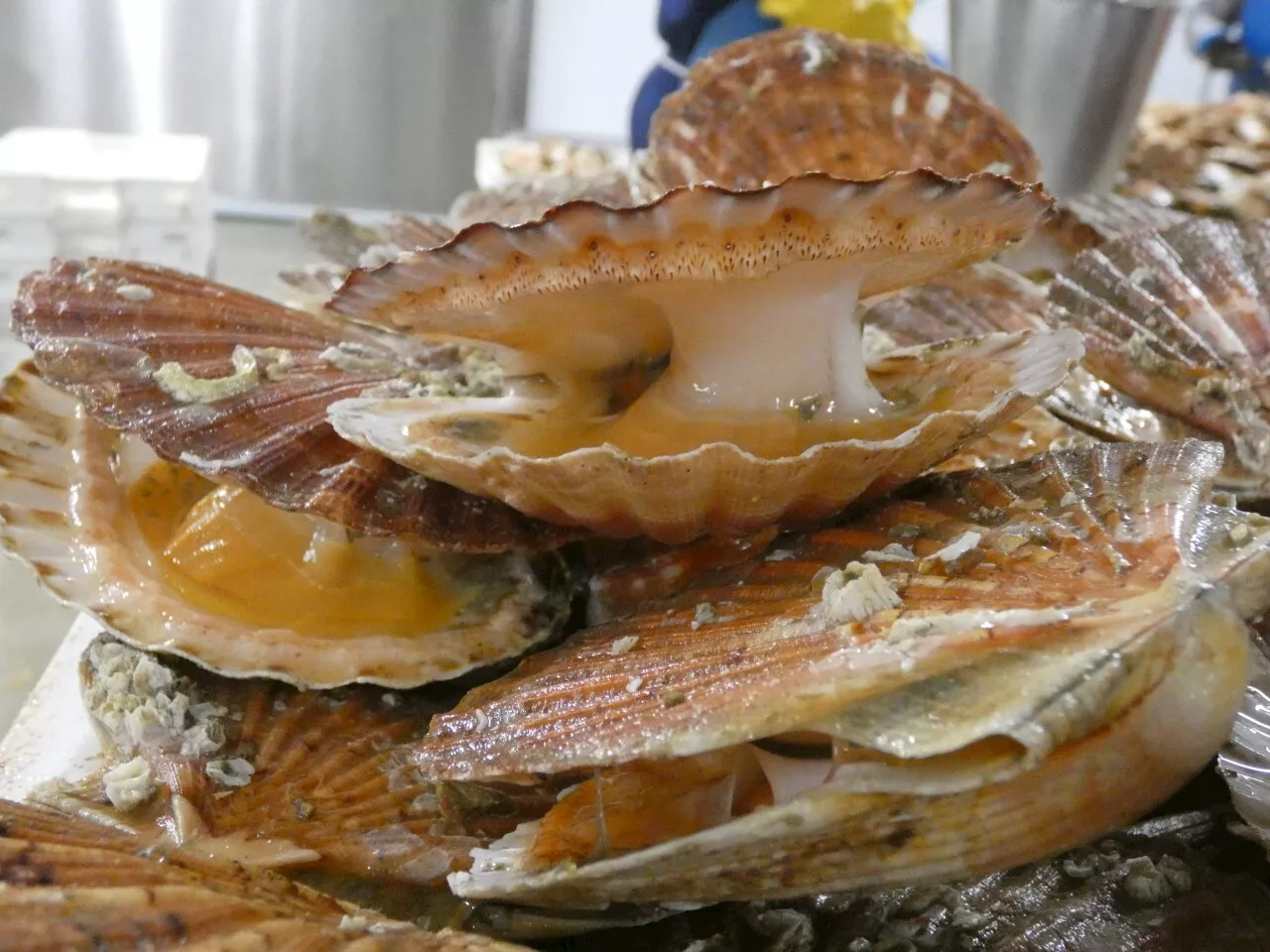 Coquille Saint-Jacques normande : une exploitation de la ressource voulue vertueuse