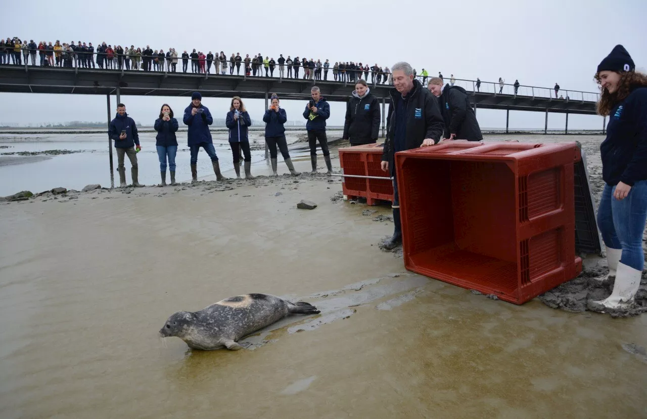 Soignés pendant trois mois, des veaux-marins relâchés dans la baie du Mont Saint-Michel