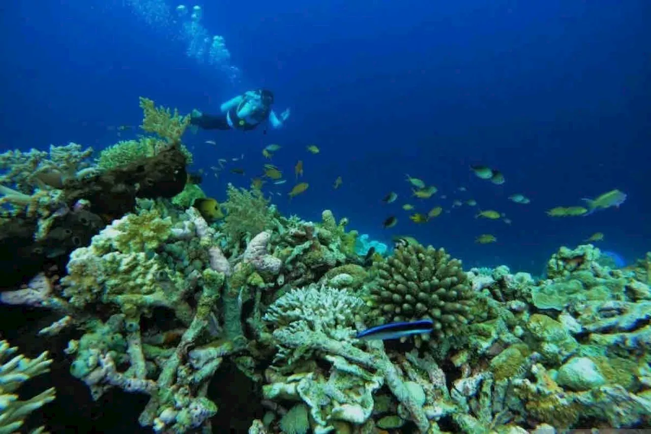 Menghidupkan jalur udara menuju 'surga bawah laut'