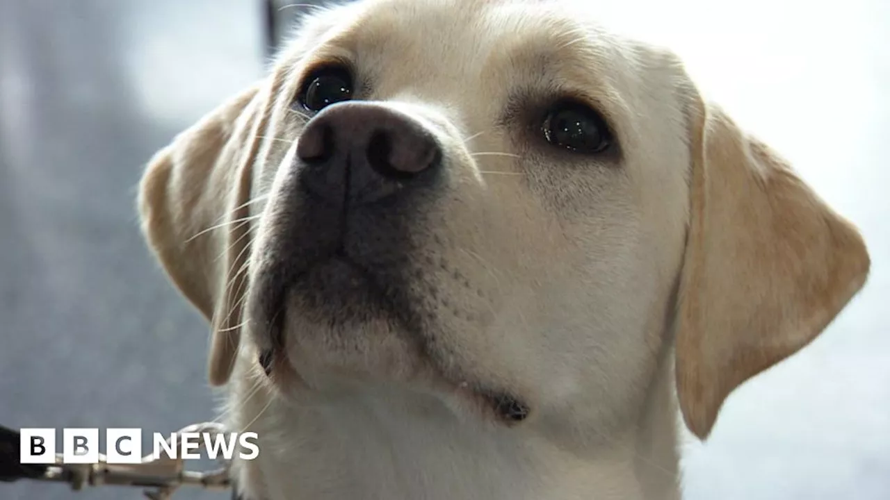 Guide dog puppies learn new tricks at The Deep aquarium in Hull