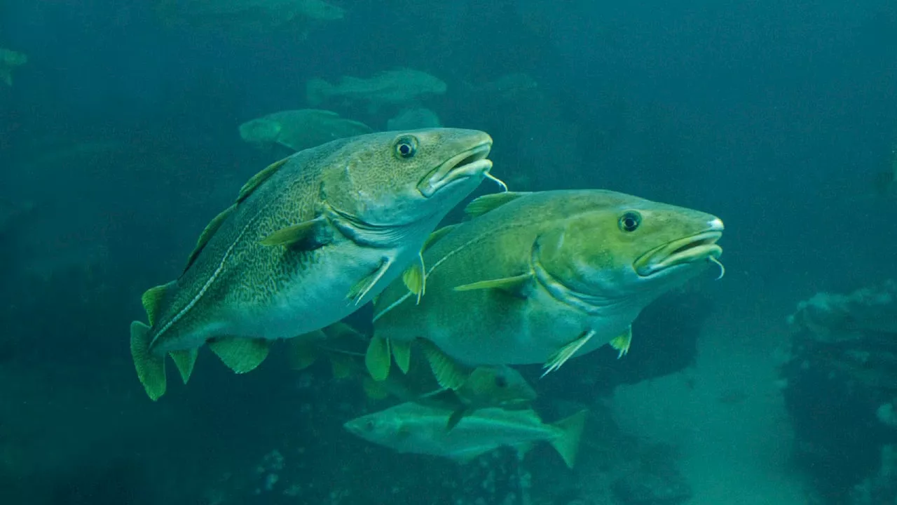 Massaker an Fischen abgehört: 11 Millionen tote Fische in vier Stunden