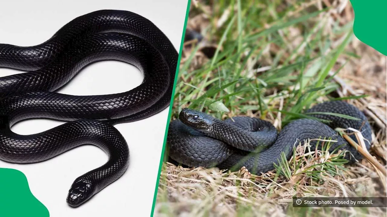 Nick Evans Catches Juvenile Natal Black Snake, Netizens Stan the Photos: “A Real Beauty”