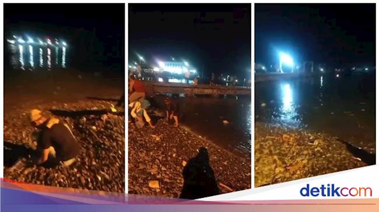 Heboh Fenomena Ikan Loncat ke Pantai di Lampung