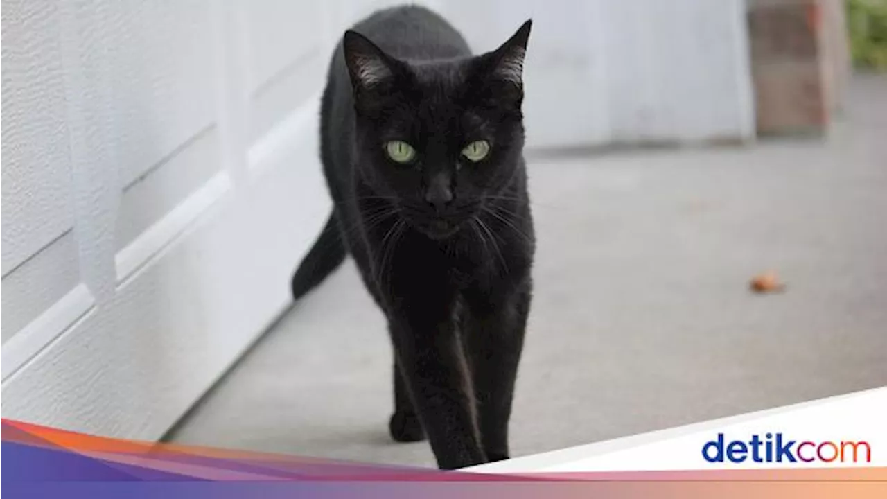 Kucing Hitam-Merpati Putih, Kenapa Muncul Mitos karena Warna Hewan yang 'Tak Lazim'?