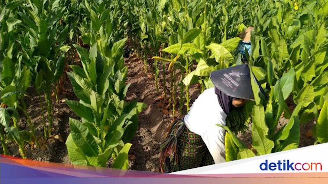 Pengetatan Aturan Tembakau Bisa Bikin Produk Ilegal Marak, Bagaimana Solusinya?