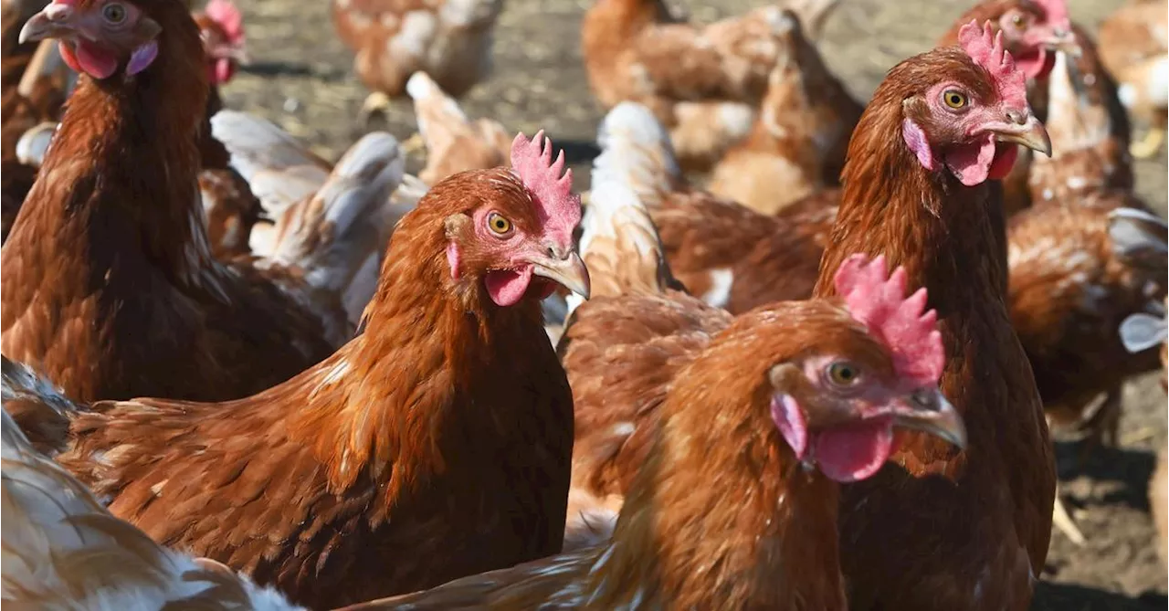 Vogelgrippe breitet sich in Niederösterreich weiter aus