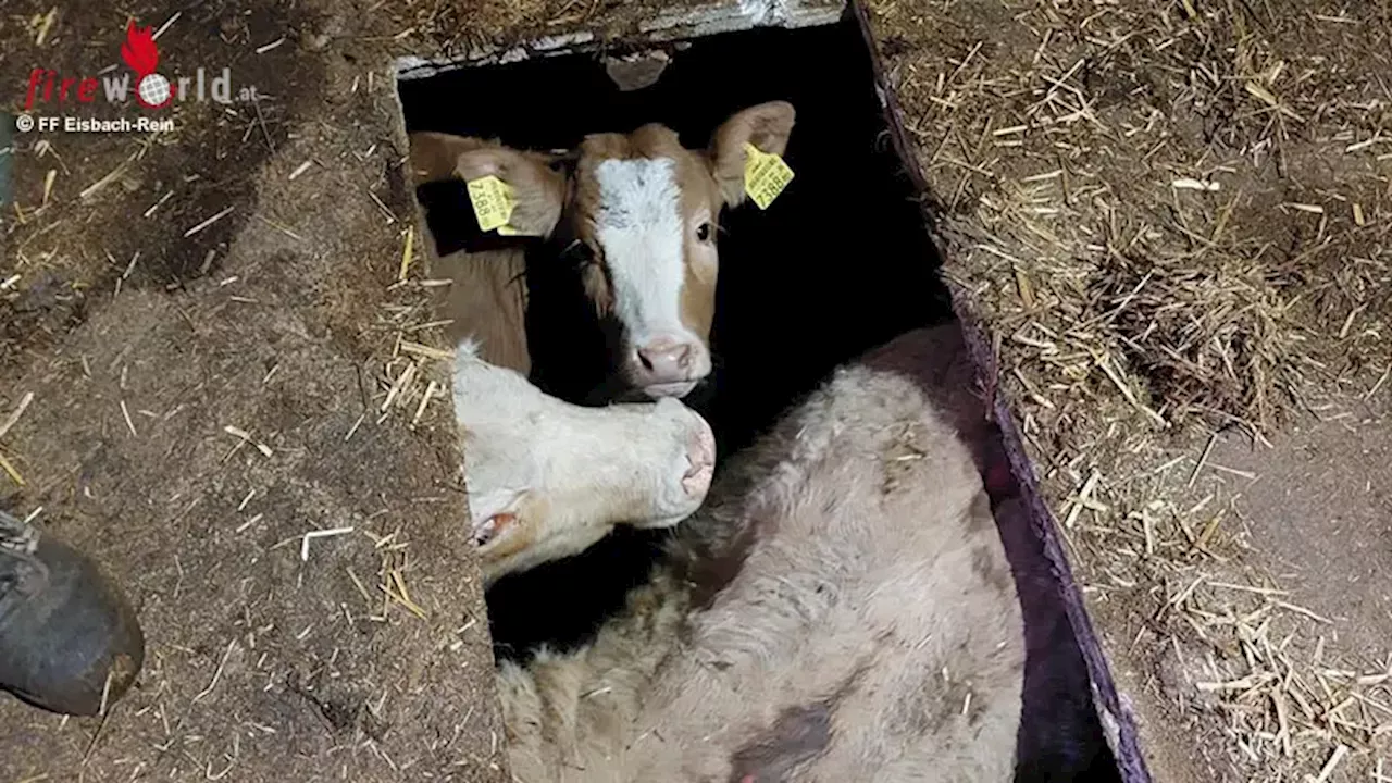 Stmk: Zwei Kühe in Not → Tiere in unbekannten Hohlraum unter Stall gestürzt: Großtierrettungsset im Einsatz