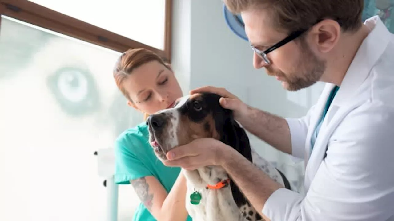 Silver Lake and Shore Capital deal creates large chain of US petcare clinics