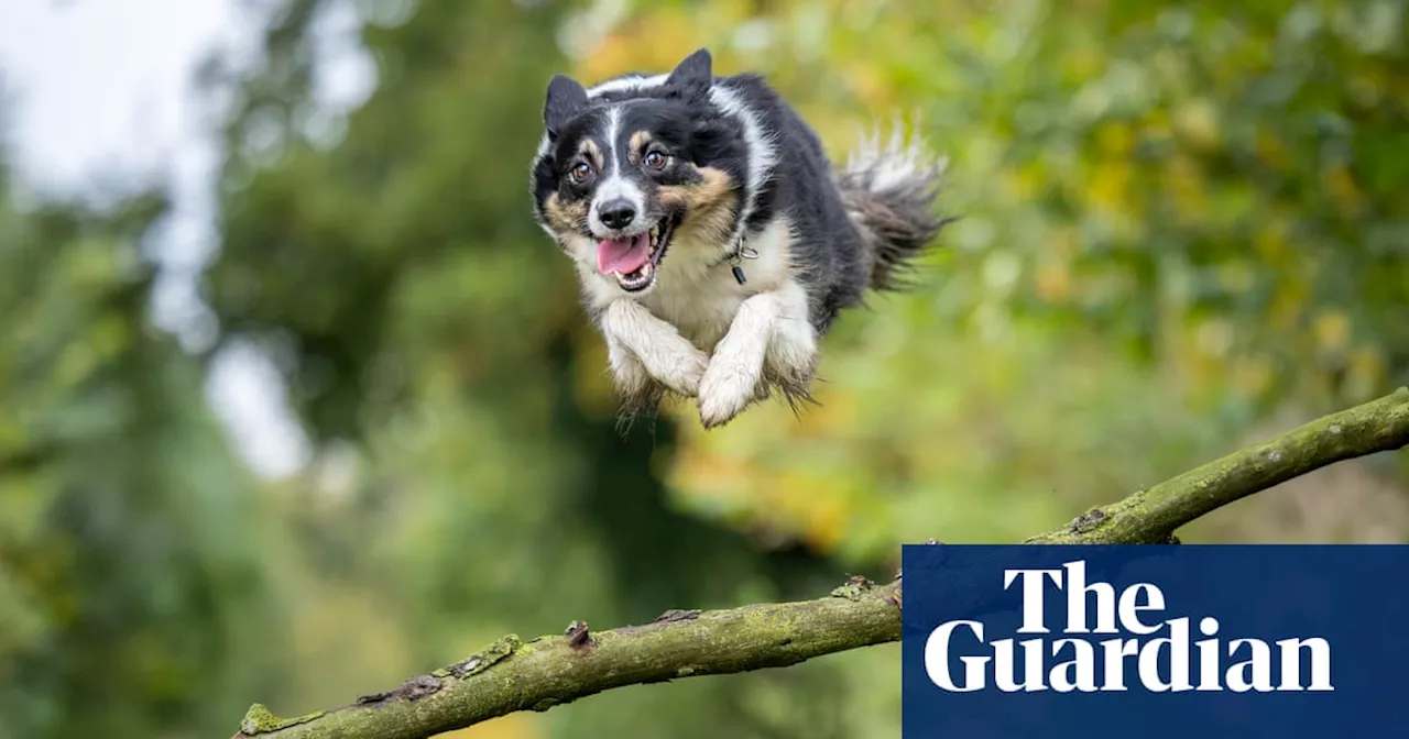 A leap of faith and Suzy Hotrod’s last game – readers’ best photos