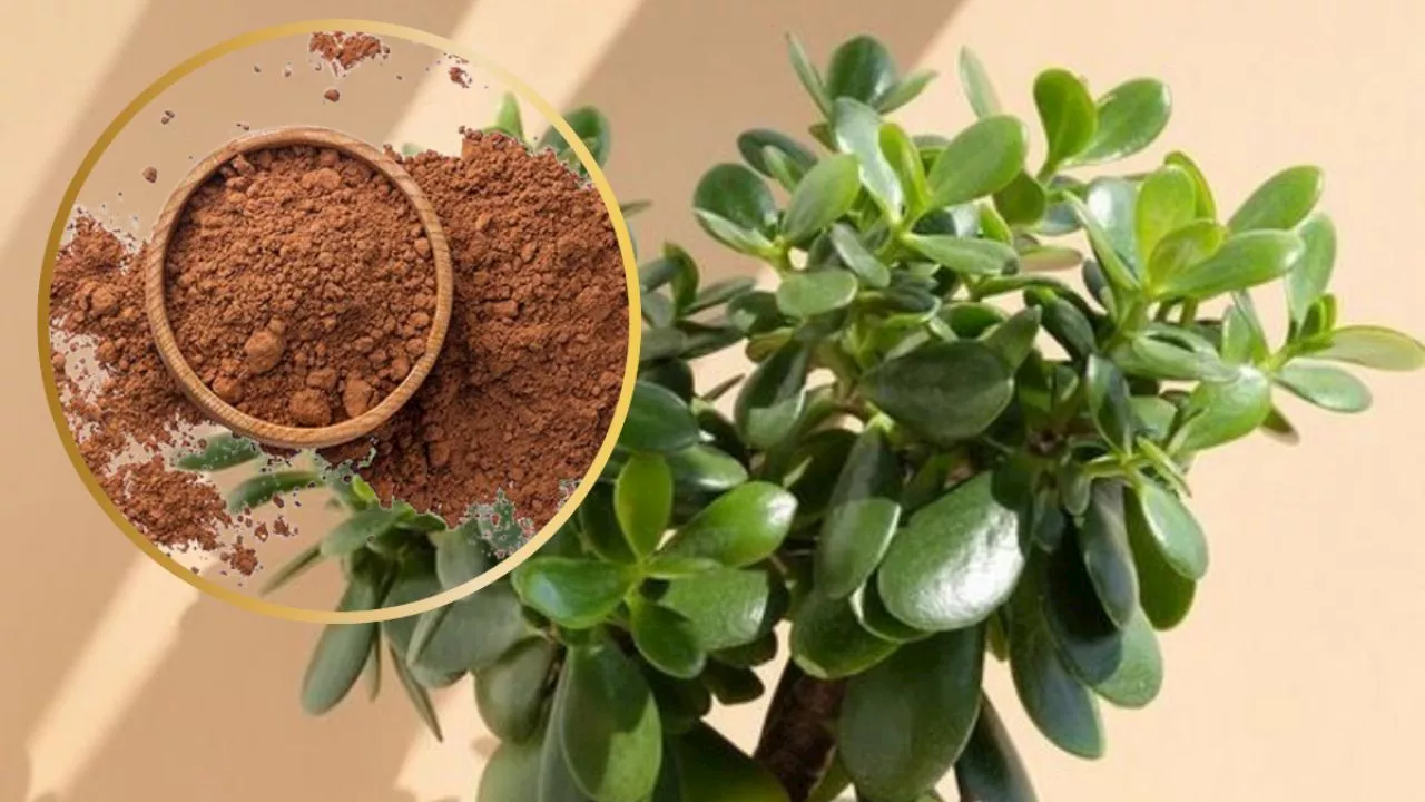 Cómo colocar canela a tu árbol de Jade para que crezca fuerte y sano