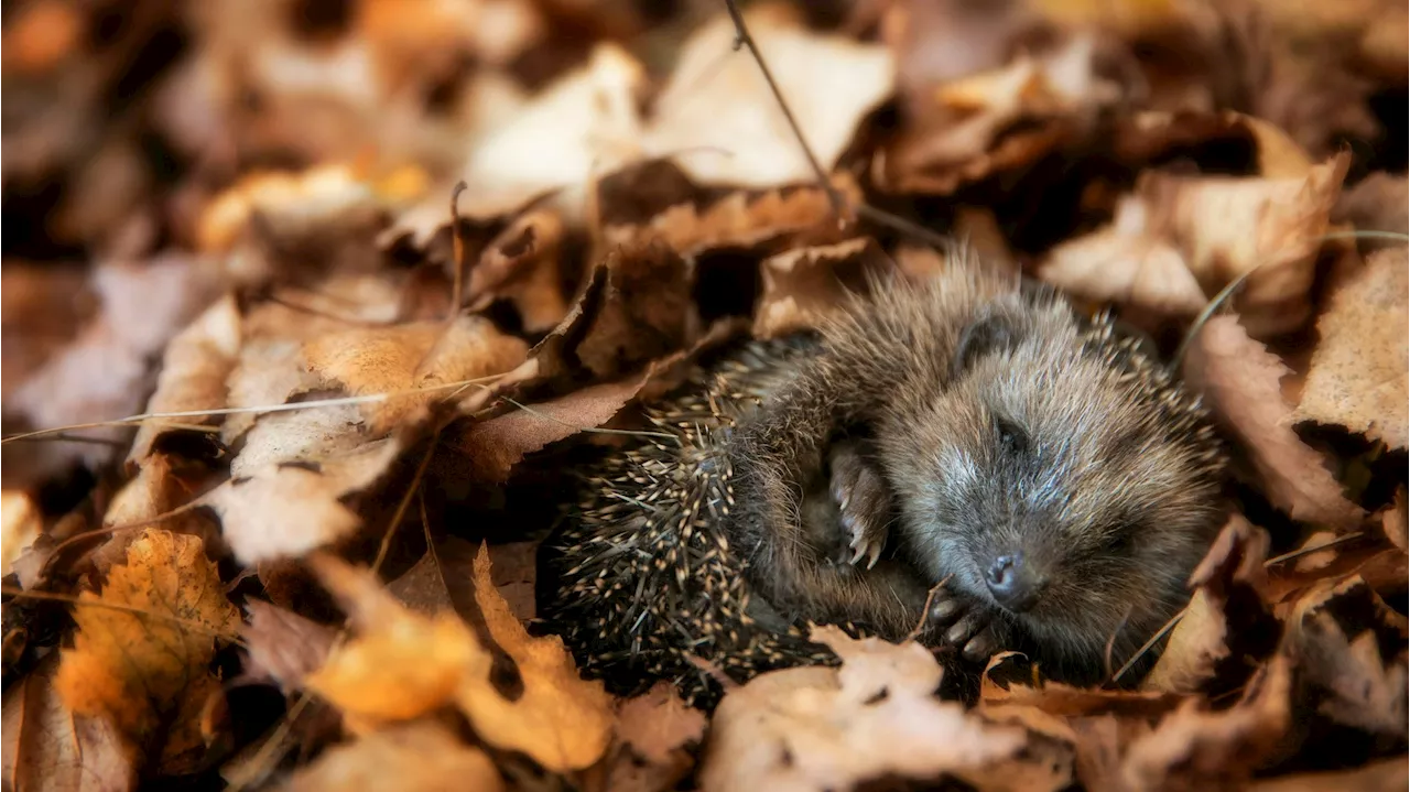 Tierisches Winterproblem - Wenn Igel kleiner als Paprikas sind, musst du das tun