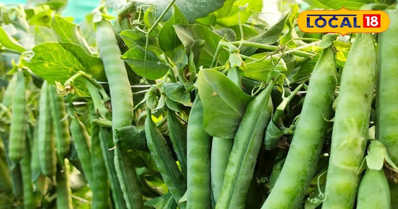 Firozabad Pea Farming: किसान इस मिट्टी में करें मटर की खेती, 1 एकड़ में होगी 30 कुंतल की पैदावार