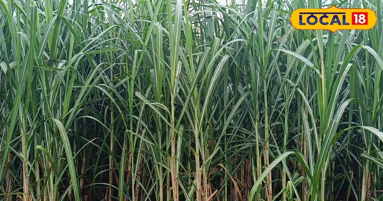 Sugarcane Cancer: इस उत्पाद से लगेगी ‘गन्ने के कैंसर’ पर रोक, जानें कैसे करें इस्तेमाल?