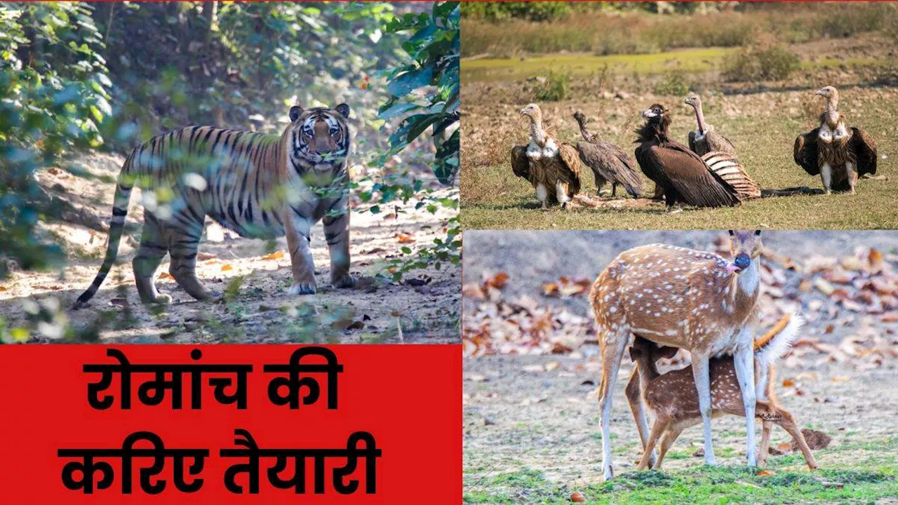 Amangarh Tiger Reserve: अमानगढ़ में फिर से शुरू हो रही है जंगल सफारी, 7 नवंबर से लीजिए एडवेंचर का मजा