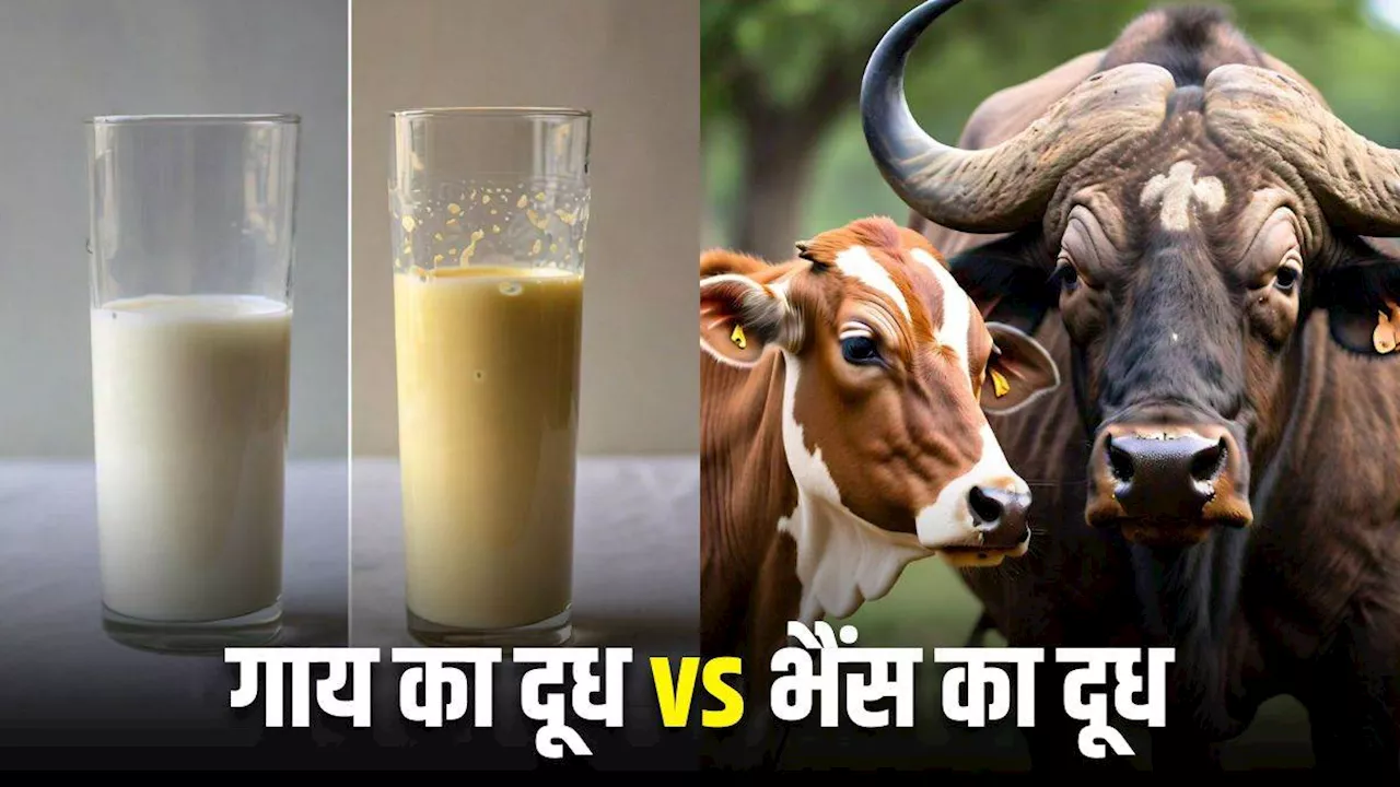 Cow vs Buffalo Milk: गाय या फिर भैंस, किसका दूध है आपकी सेहत के लिए सबसे ज्यादा बेस्ट?