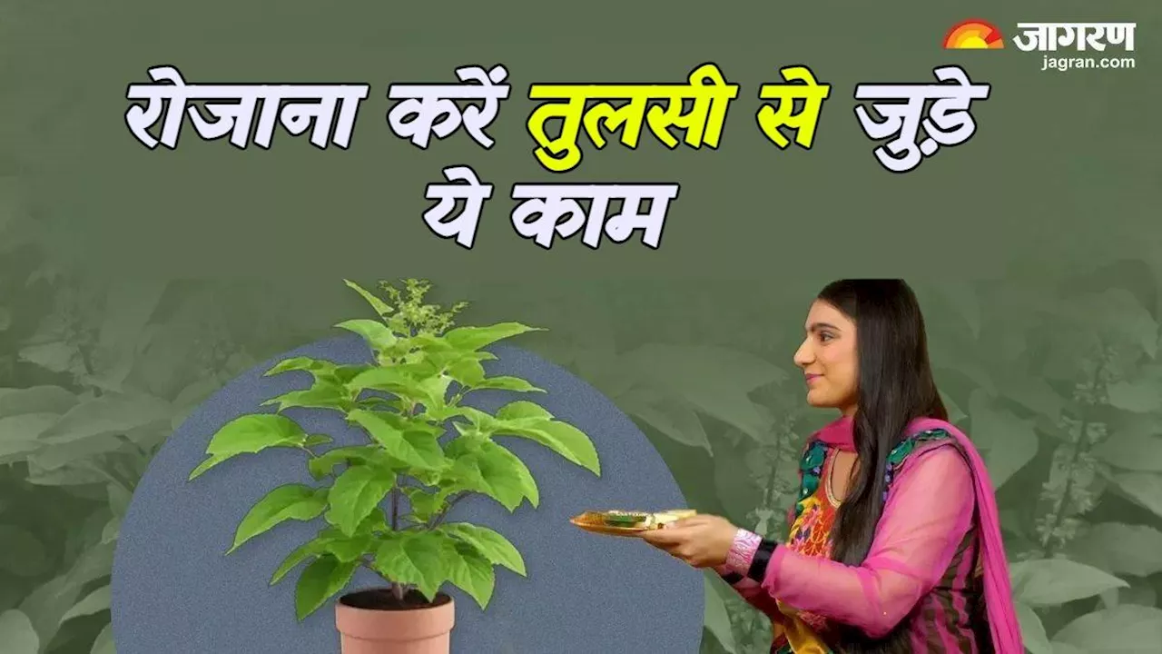 Tulsi ke Upay: रोजाना करें तुलसी से जुड़े ये काम, कई समस्याओं का हो जाएगा हल