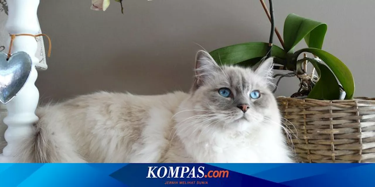 7 Ras Kucing Berbulu Tebal dan Panjang