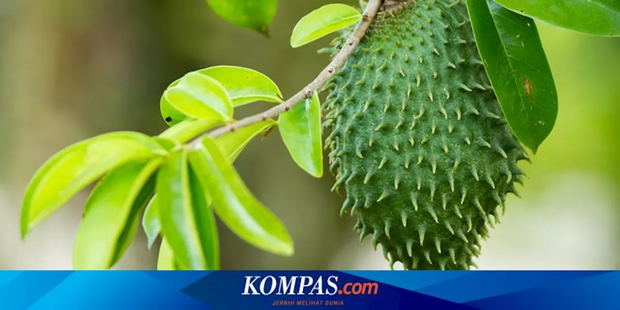 Benarkah Konsumsi Rebusan Daun Sirsak Bisa Mengobati Penyakit Asam Urat?