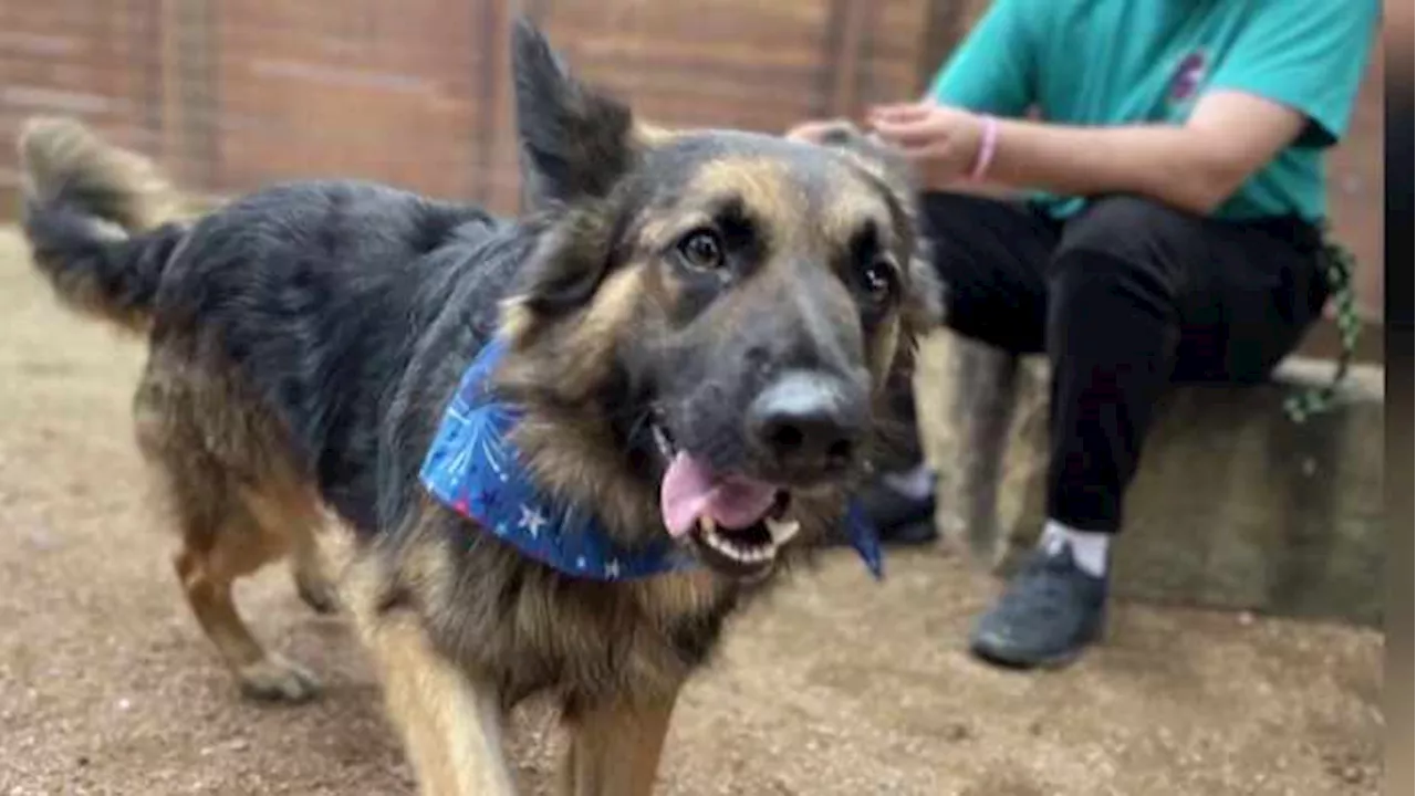 KPRC 2 Pet Project: Meet Rocky, an affectionate boy who loves to give kisses