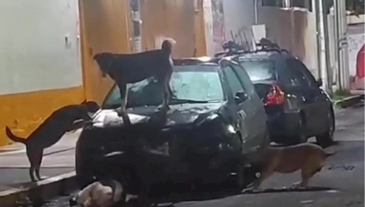 Cinque cani di strada distruggono un’auto, il video scatena ironie ma anche riflessioni sul randagismo