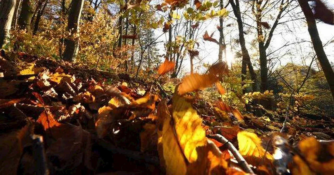 Man finds footprints at the end of long staircase in middle of forest