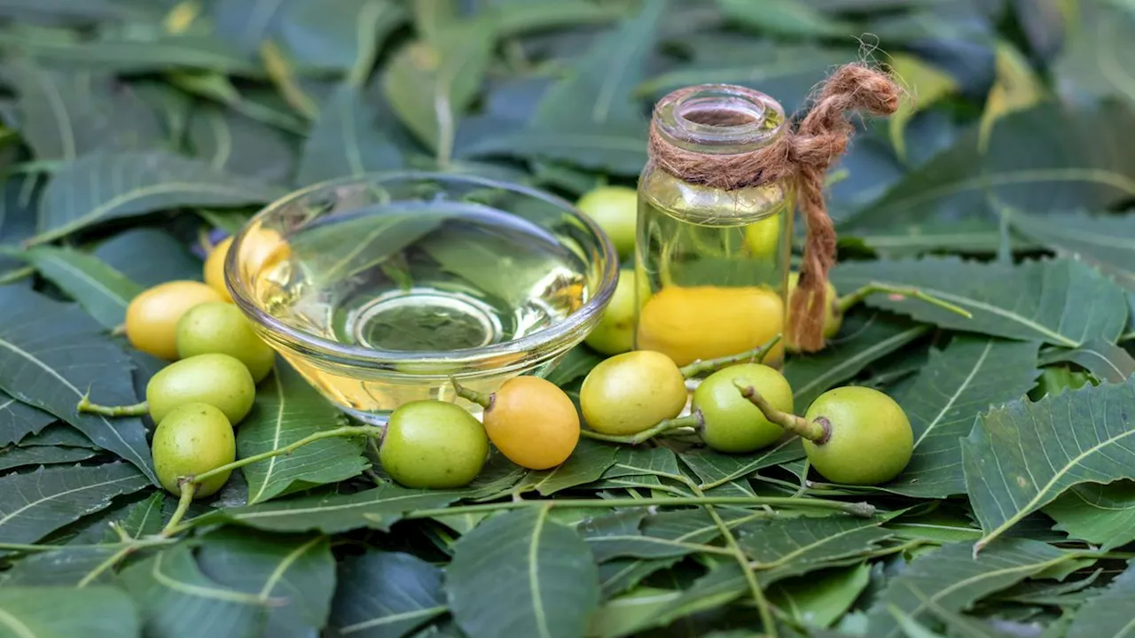 La récolte des olives : tous nos conseils pour récolter les fruits de votre olivier cet automne !