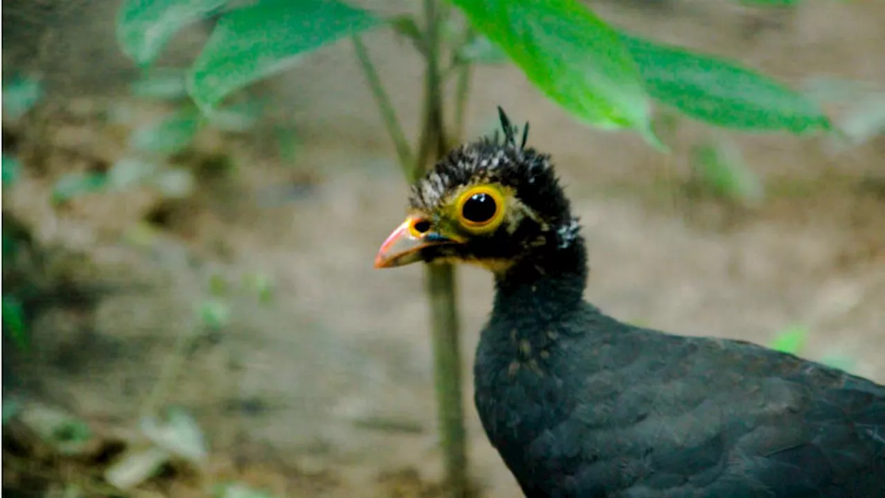 Fakta Unik Burung Maleo, Satwa Dilindungi Asal Sulawesi yang Terancam Punah