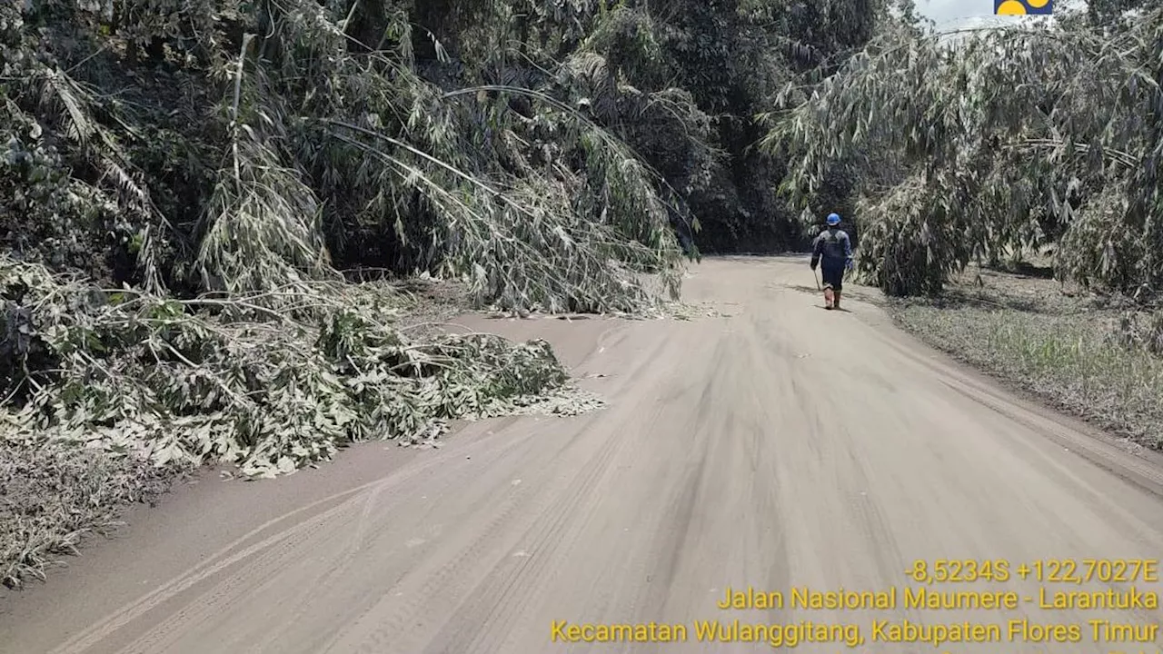 Jalan Terkubur Abu Vulkanik Erupsi Gunung Lewotobi Laki-Laki, Kementerian PU Kerahkan Alat Berat