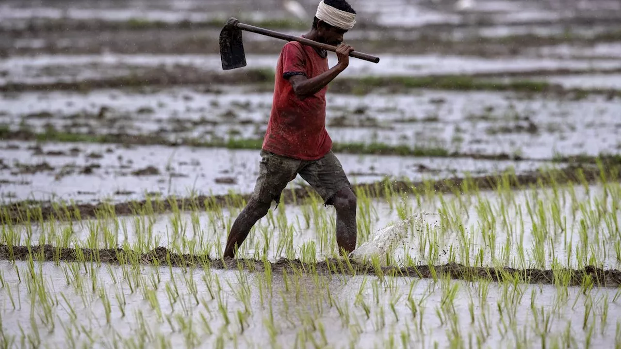 Utang Dihapus Prabowo, Mentan Amran Minta Petani Jauhi Rentenir