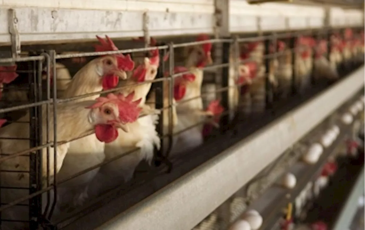 UK govt confirms bird flu outbreak in commercial poultry farm, raises alert level