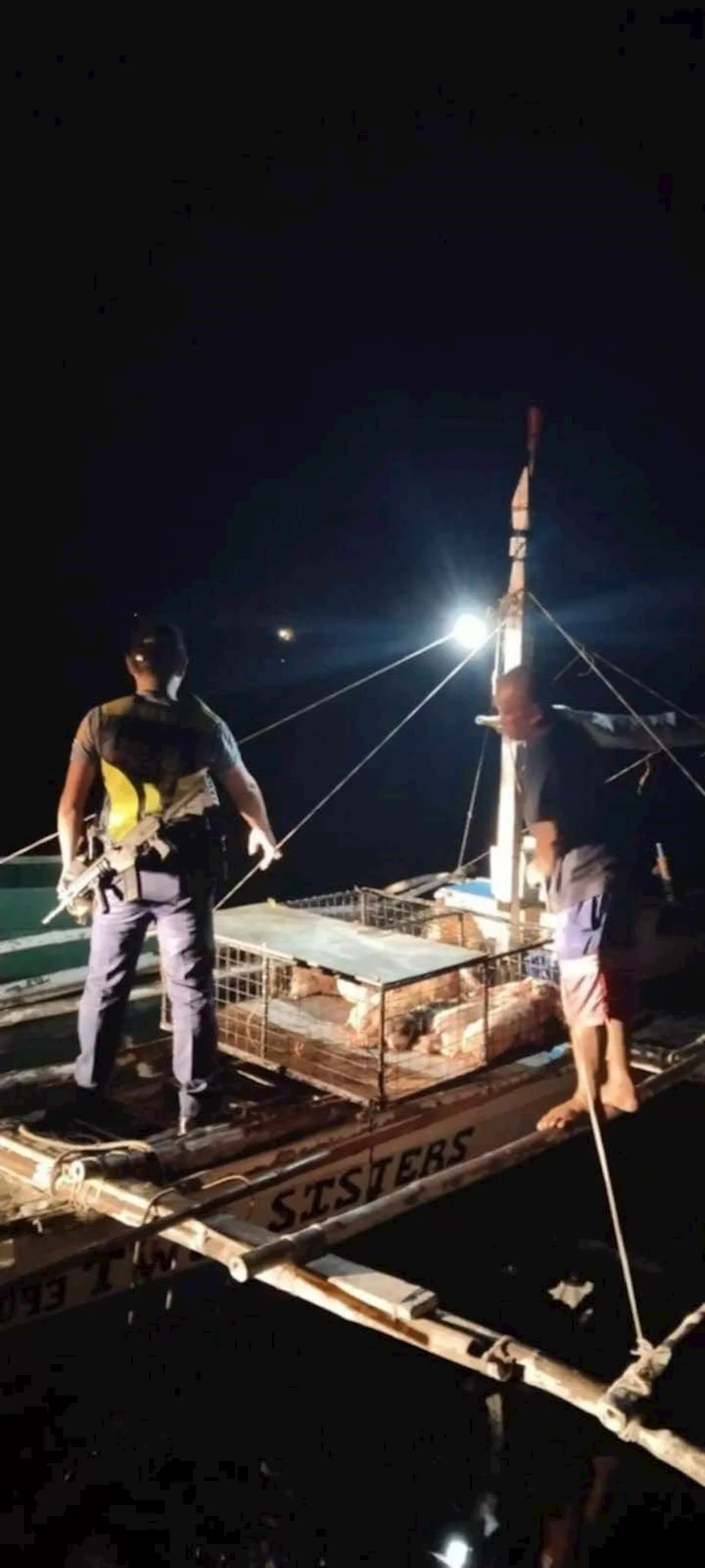 Undocumented pigs intercepted in Cebu