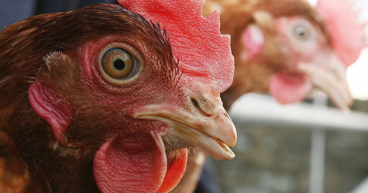 Bird flu cases confirmed on commercial poultry farm in Yorkshire