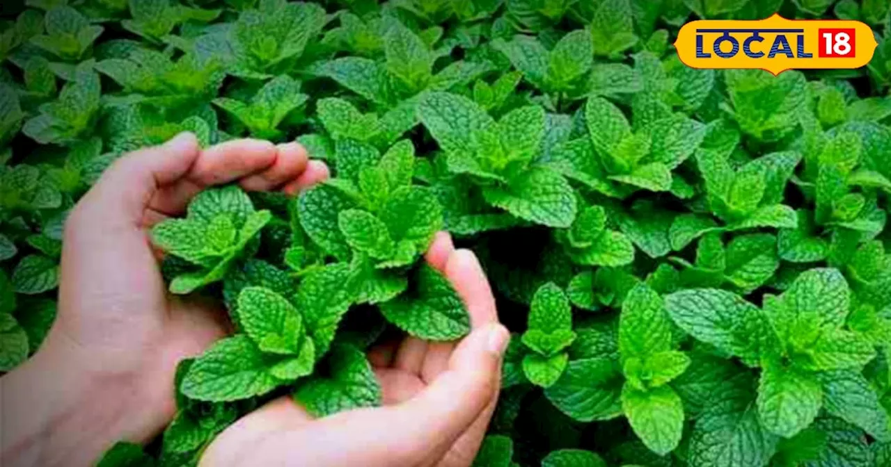 Mentha Cultivation: सर्दियों में करें मेंथा की खेती, जल्द बन जाएंगे लखपति; 4 हजार रुपए प्रति लीटर है कीमत