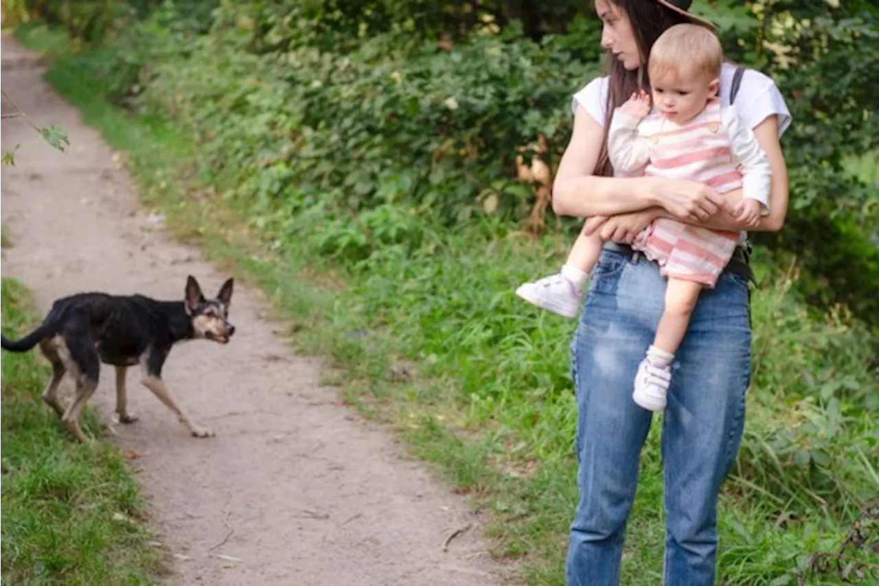 ADVIES GEVRAAGD. Het zoontje van Diederik werd gebeten door hond van de buur, nadat hij zelf over omheining kl