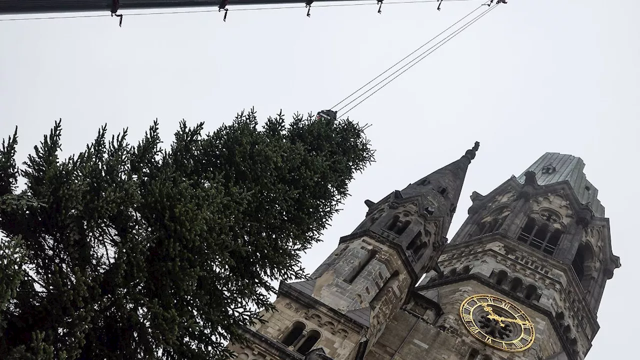 Berlin & Brandenburg: Berliner Weihnachtsbaum pannenfrei gelandet