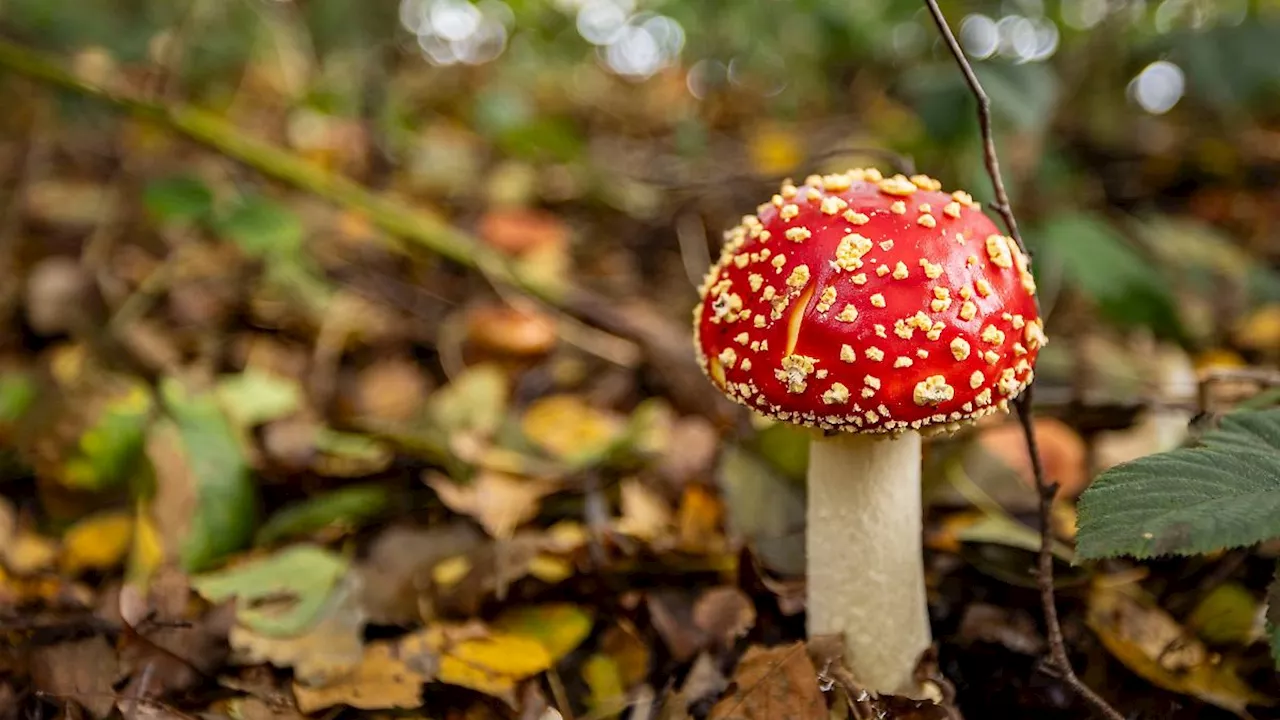 Hessen: Giftige Gummibärchen auch im Landkreis Gießen aufgetaucht