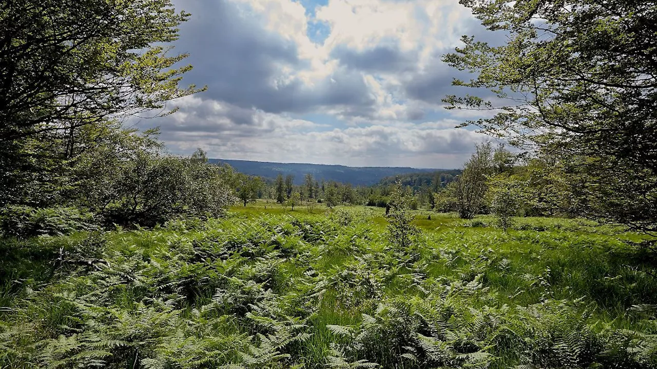 Rheinland-Pfalz & Saarland: Neu entdeckte Rotalge im Nationalpark wird vorgestellt