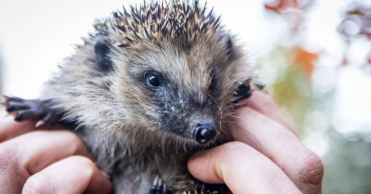 Mit Anleitung: So können Sie eine kleine Burg für Igel bauen