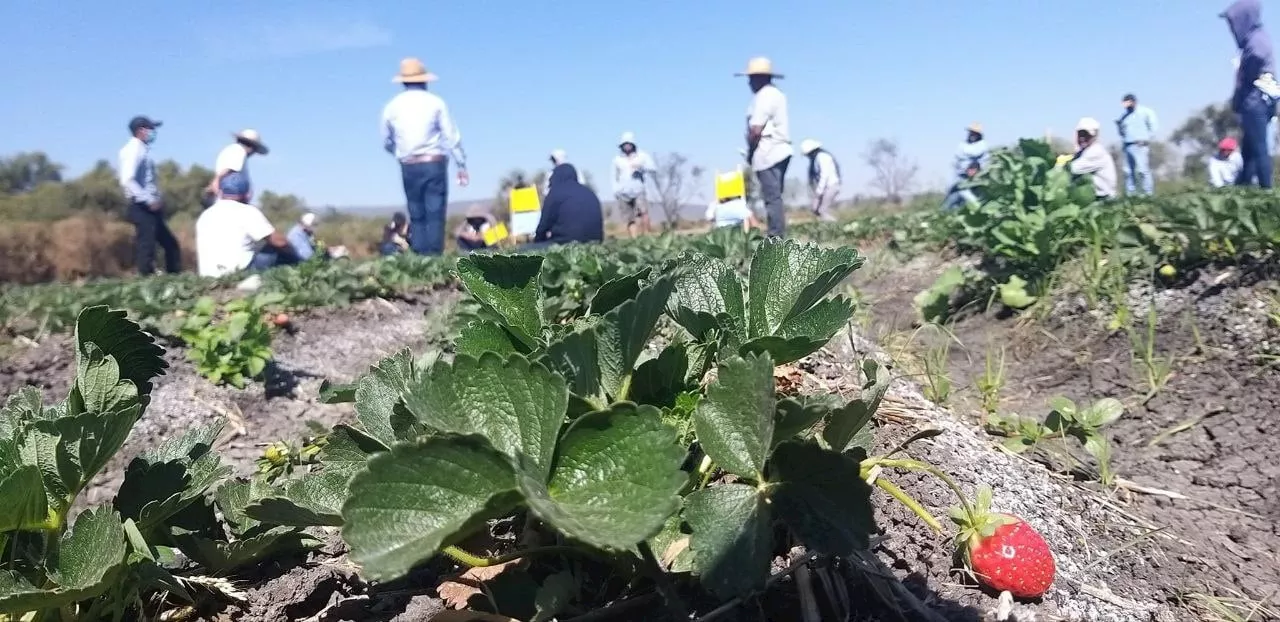 ¿Adiós a la Pestalotia en los campos de fresa en Irapuato? Esto dijo la secretaria del Campo